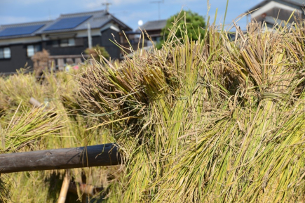 Rice cultivation that leaves nothing behind
