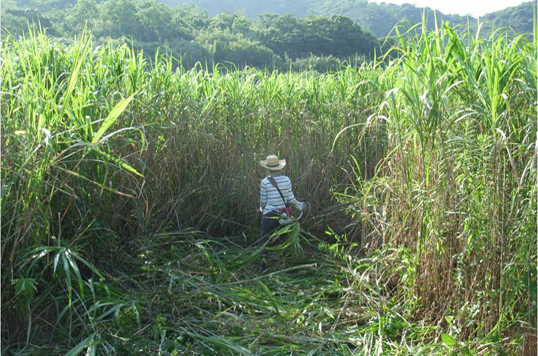直島コメづくりプロジェクト連載 ―2<br>これまでの歩み